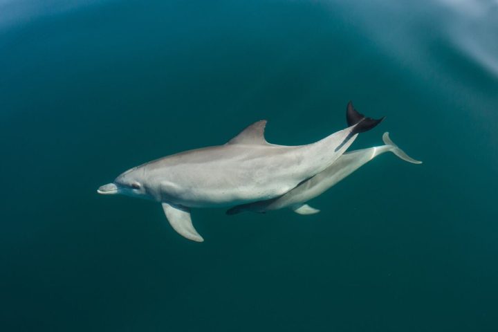 Dolphins Recorded Using Sea Shells to Catch Fish for the First Time