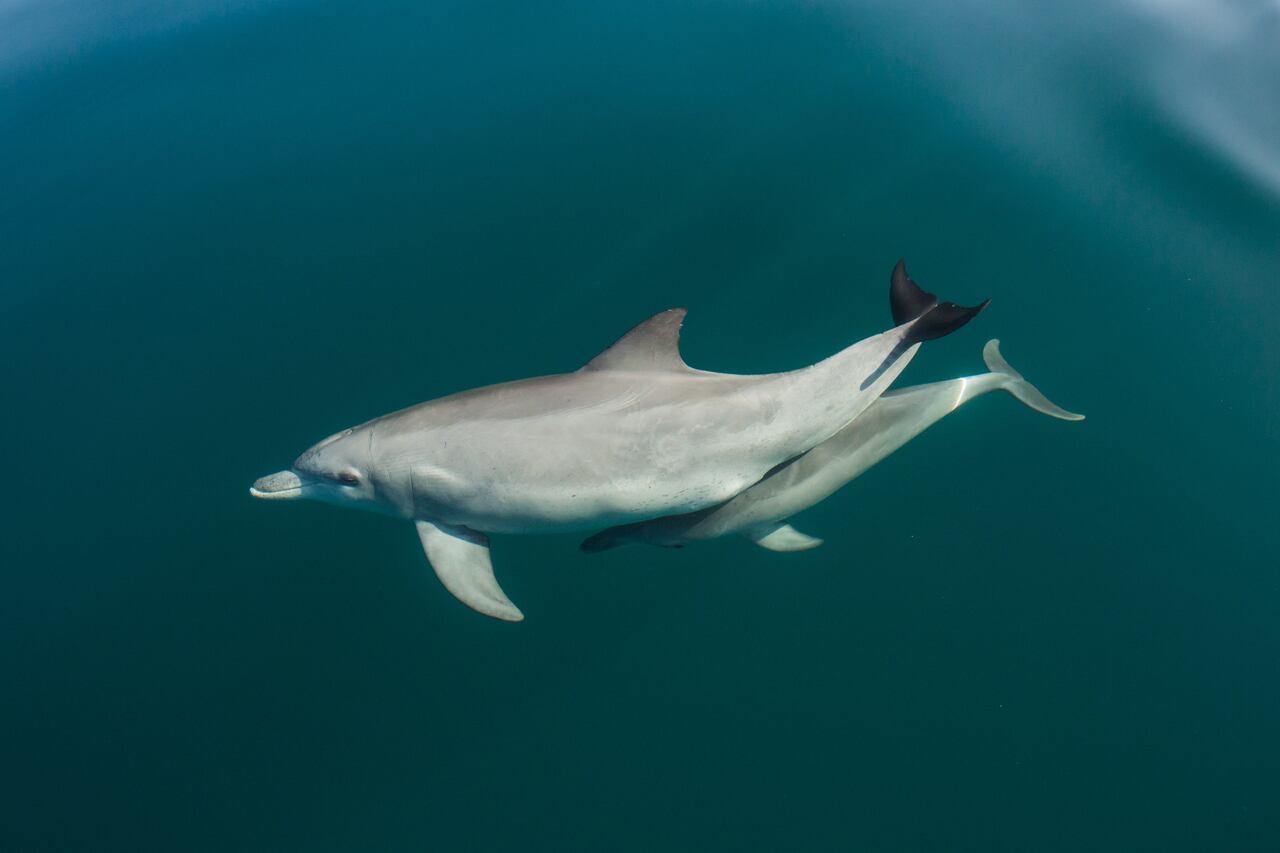 Dolphins Recorded Using Sea Shells to Catch Fish for the First Time